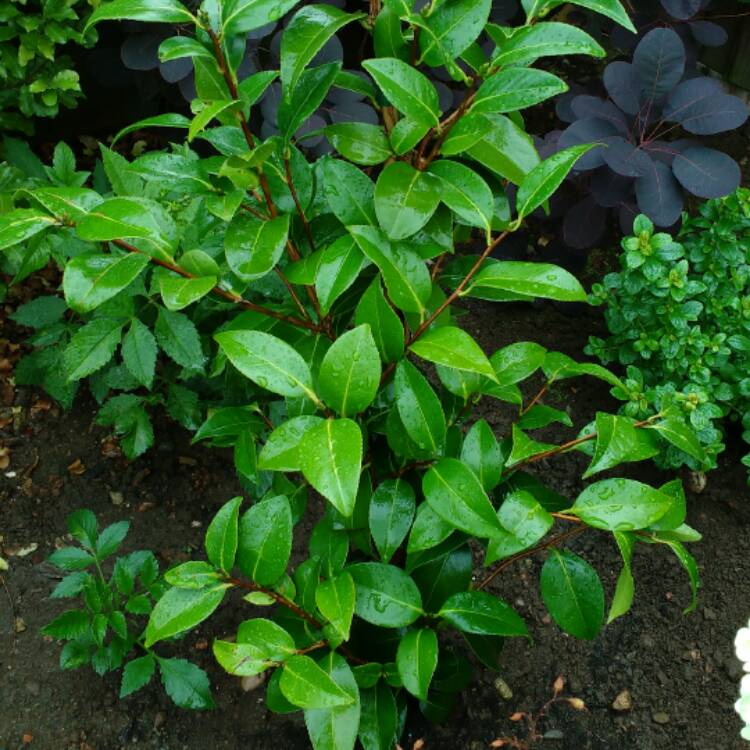 plant image 500845