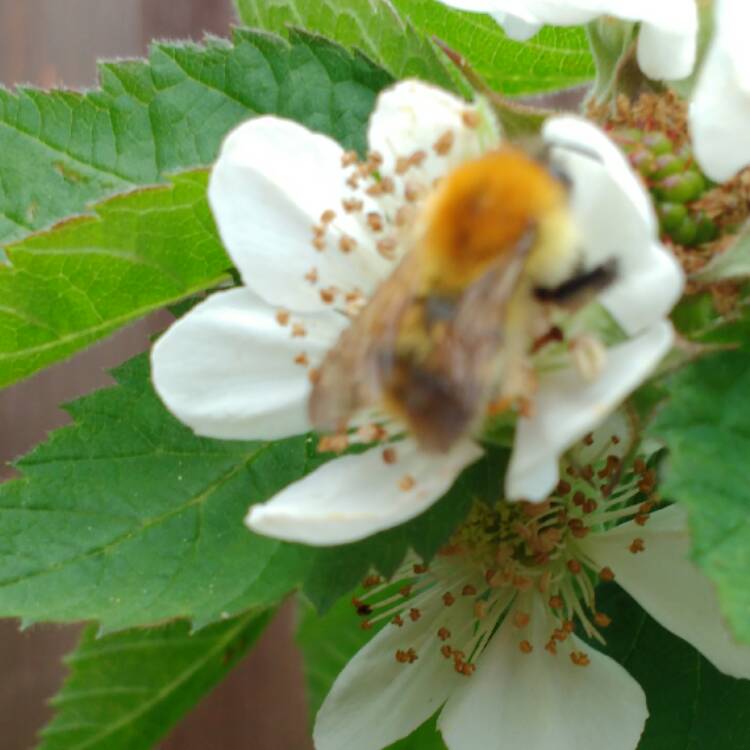 plant image 500896