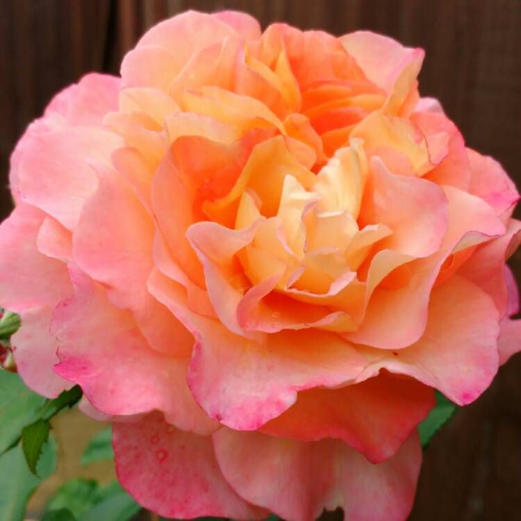plant image 500897 plant image 500897