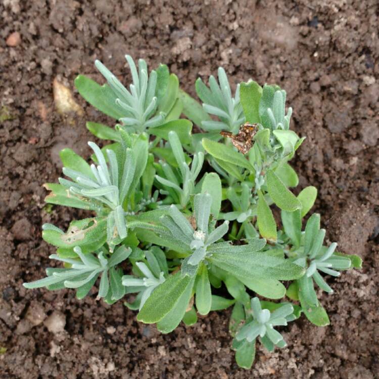 plant image 500898