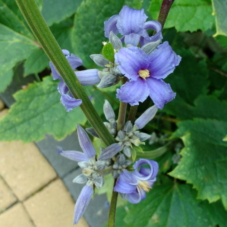 plant image 500900 plant image 500900