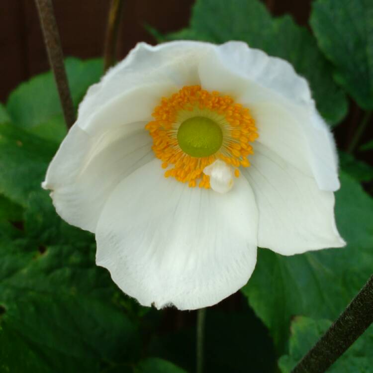 plant image 502550 plant image 502550