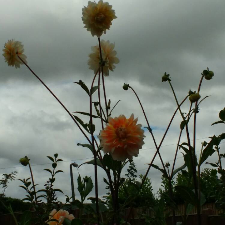 plant image 508076 plant image 508076