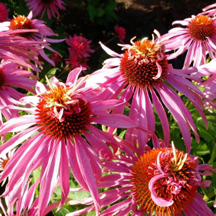 plant image 510962 plant image 510962