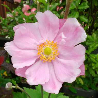 Anemone hupehensis var. japonica x hybrida 'Konigin Charlotte'