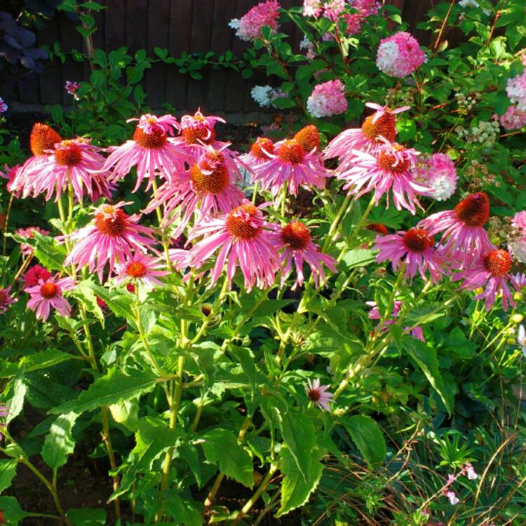 plant image 517817 plant image 517817