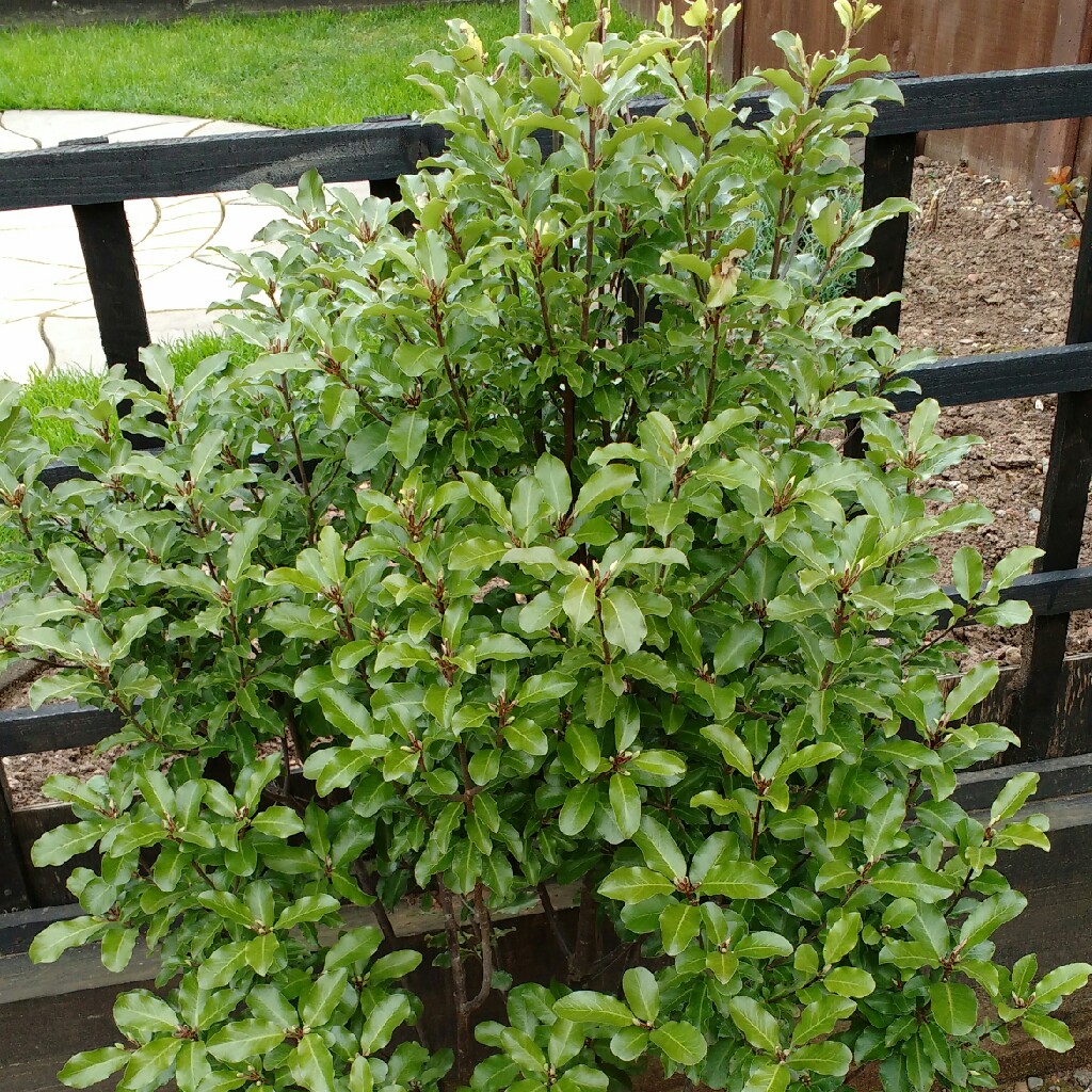 plant image 51869