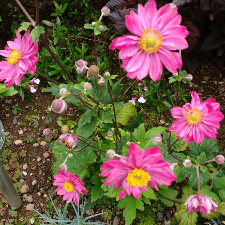 Plant image Anemone hupehensis var. japonica 'Pamina'