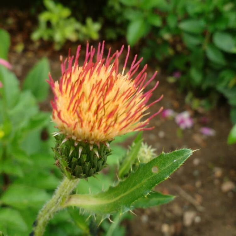Plant image Cirsium heterophyllum 'Pink Blush'