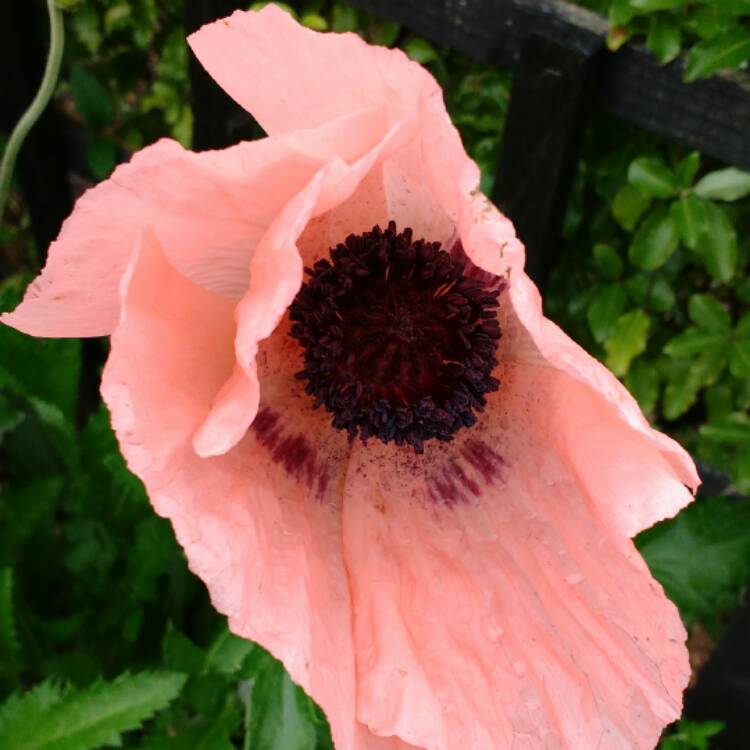 plant image 532015 plant image 532015