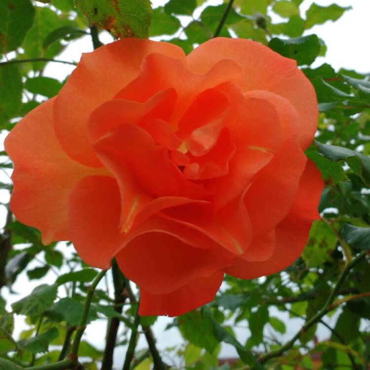 plant image 532016 plant image 532016