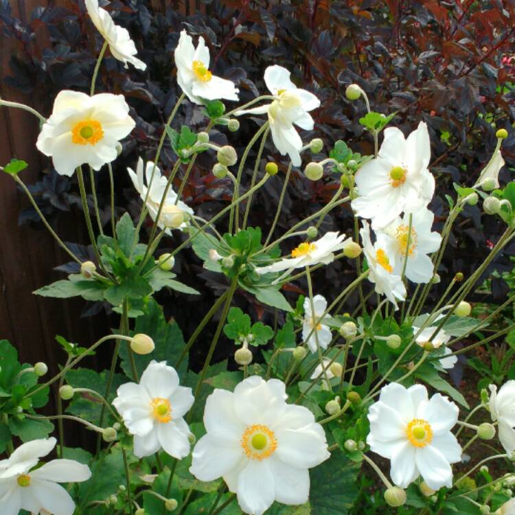 plant image 533343 plant image 533343
