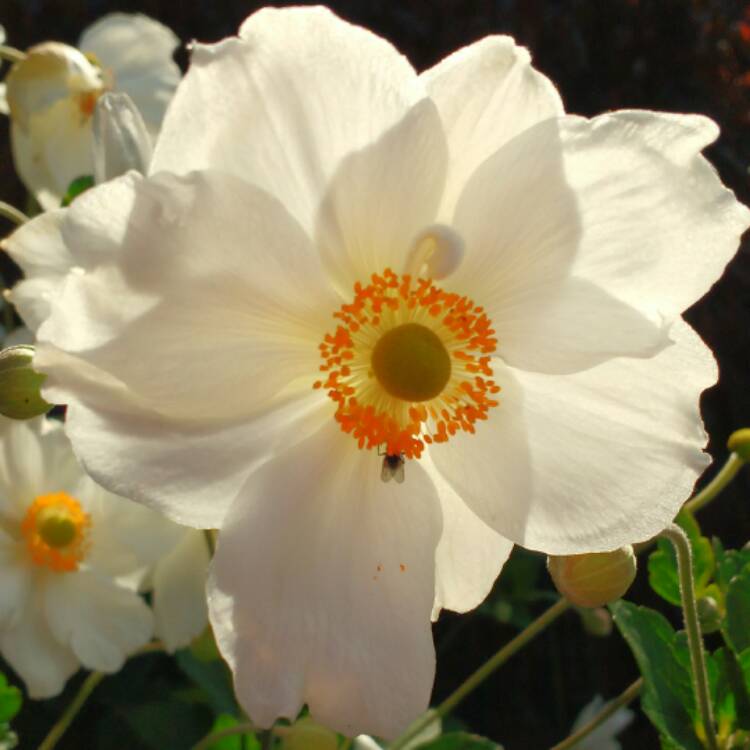 plant image 533352 plant image 533352