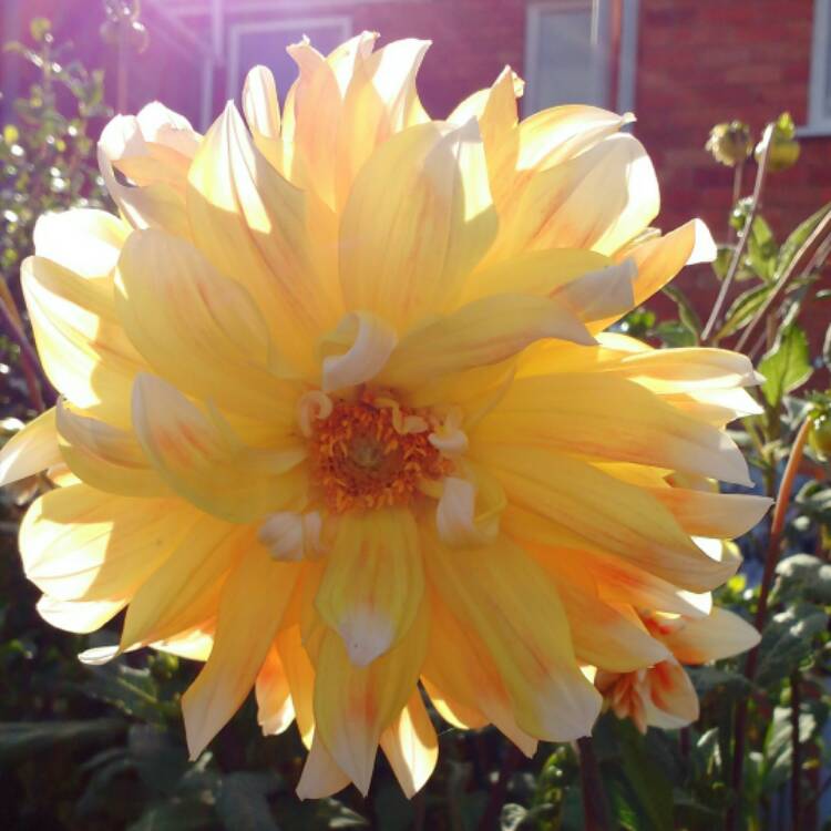 Plant image Dahlia 'Peaches and Cream'