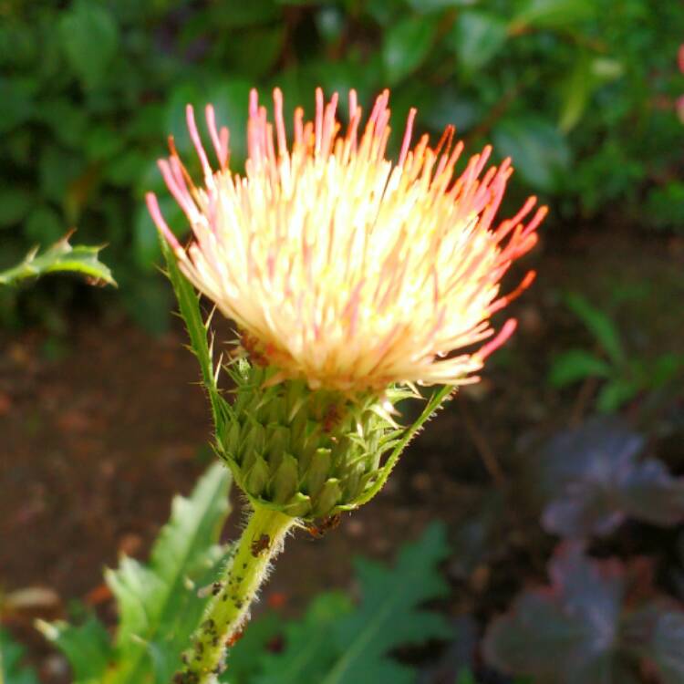 plant image 537719