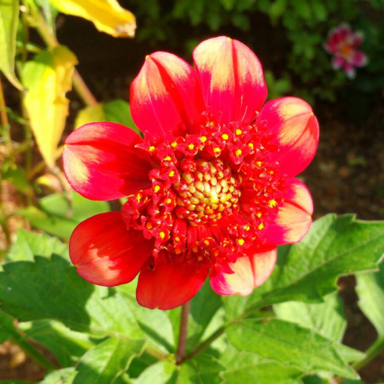 plant image 537724 plant image 537724