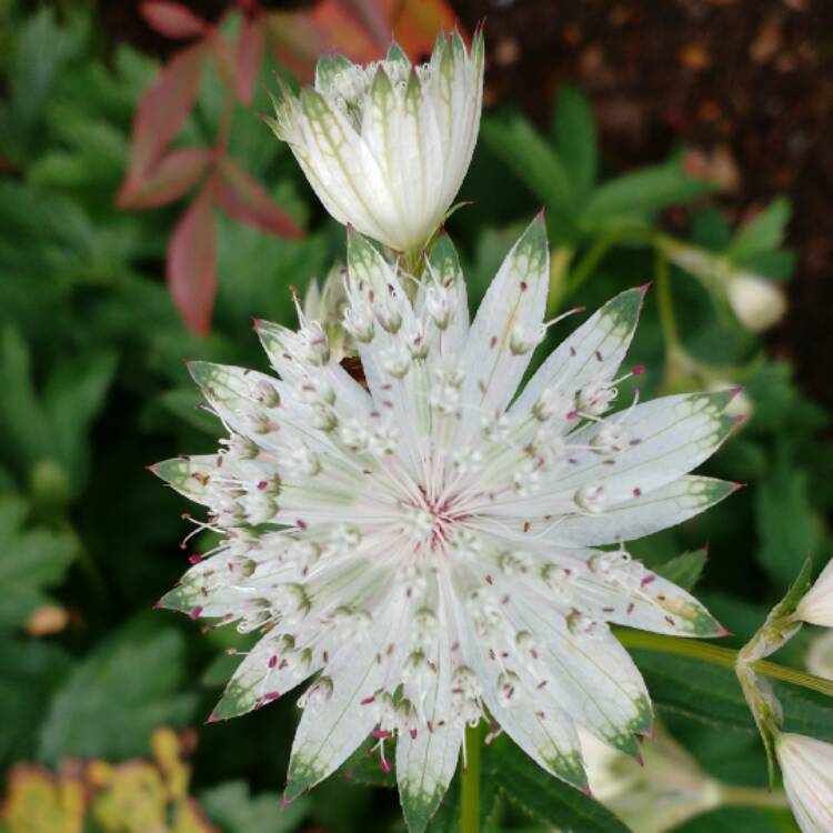 plant image 544597 plant image 544597