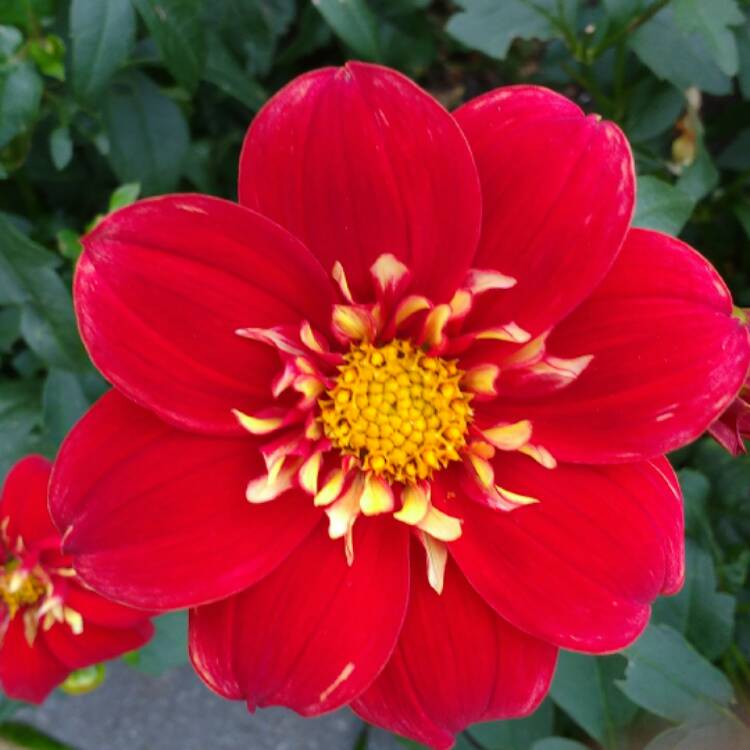 plant image 549616