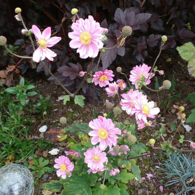 plant image 549624 plant image 549624