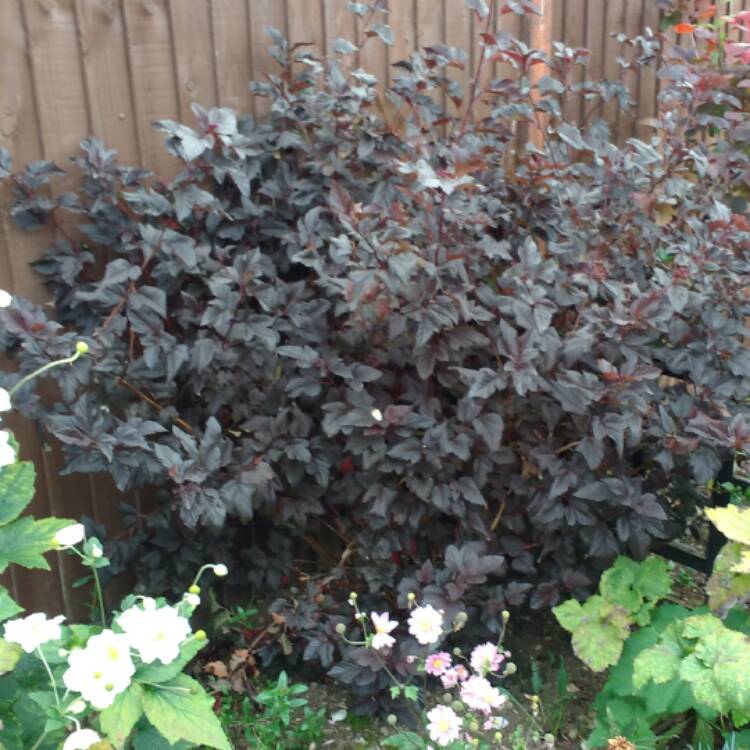 plant image 550203 plant image 550203