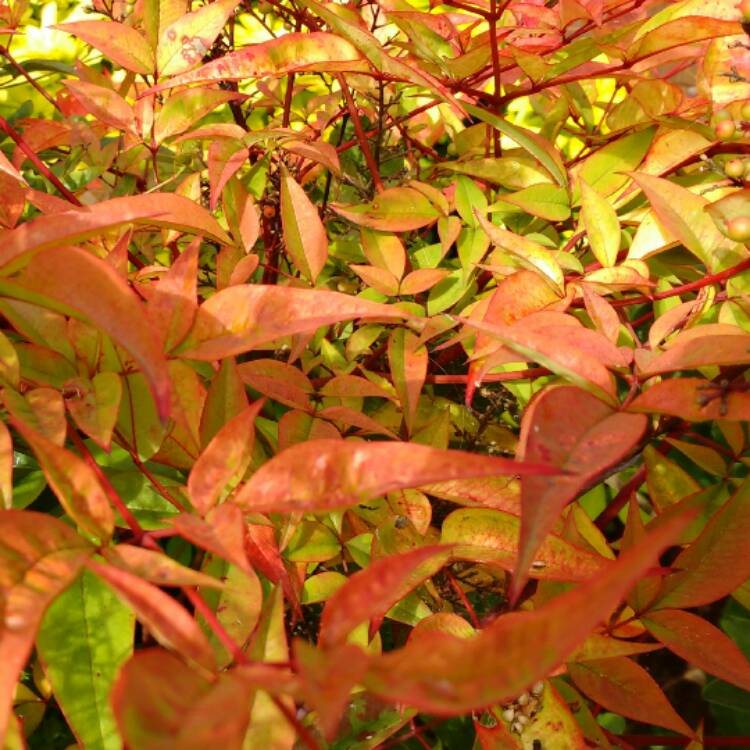 plant image 559421 plant image 559421