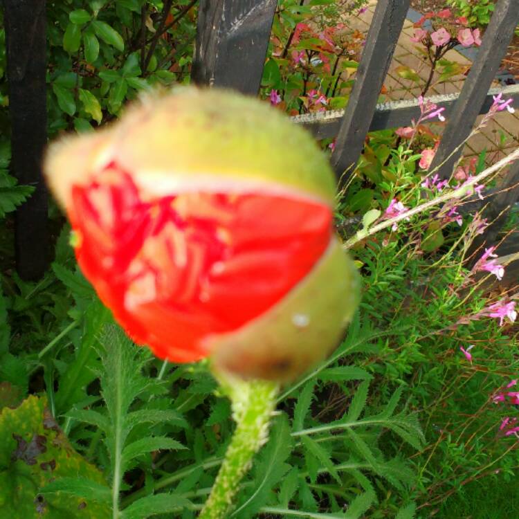 plant image 559429 plant image 559429