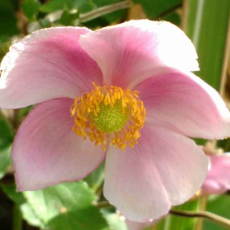 plant image 559430 plant image 559430