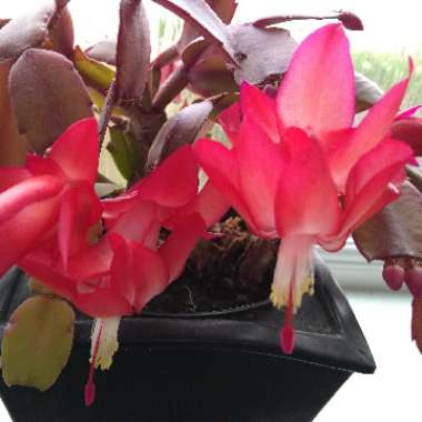 Schlumbergera truncata Caribbean Dancer