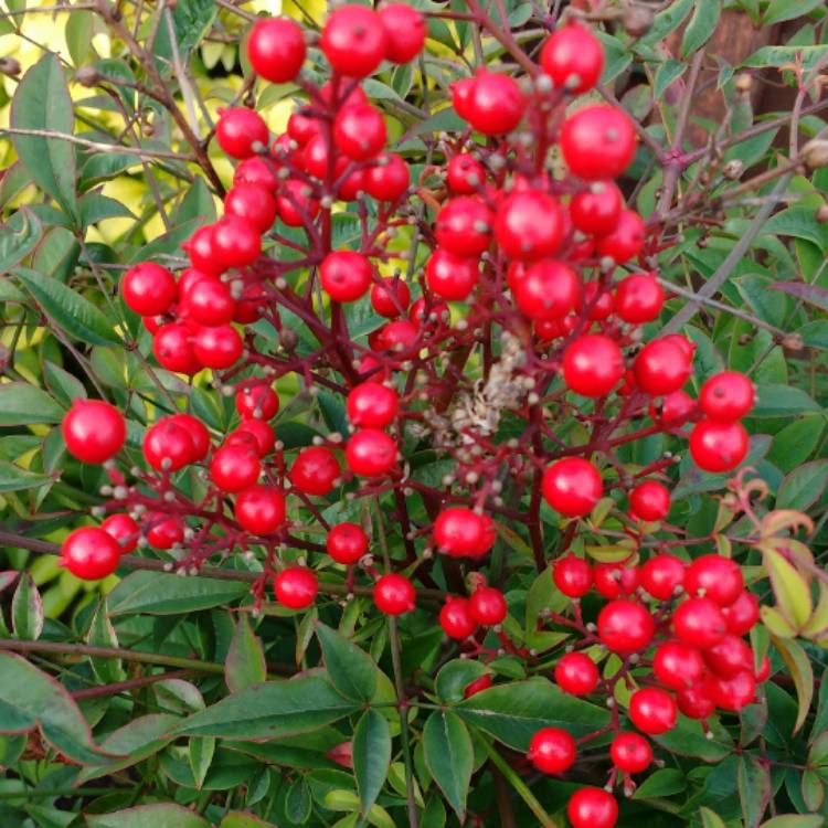 plant image 620166 plant image 620166