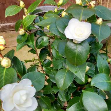 Camellia japonica 'Nuccio's Gem'