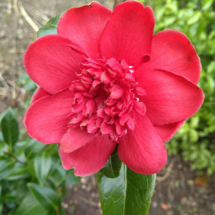 plant image 649785