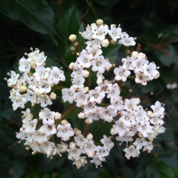 plant image 655149 plant image 655149