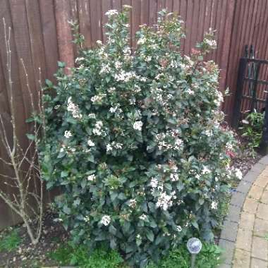 Viburnum x burkwoodii 'Anne Russell'