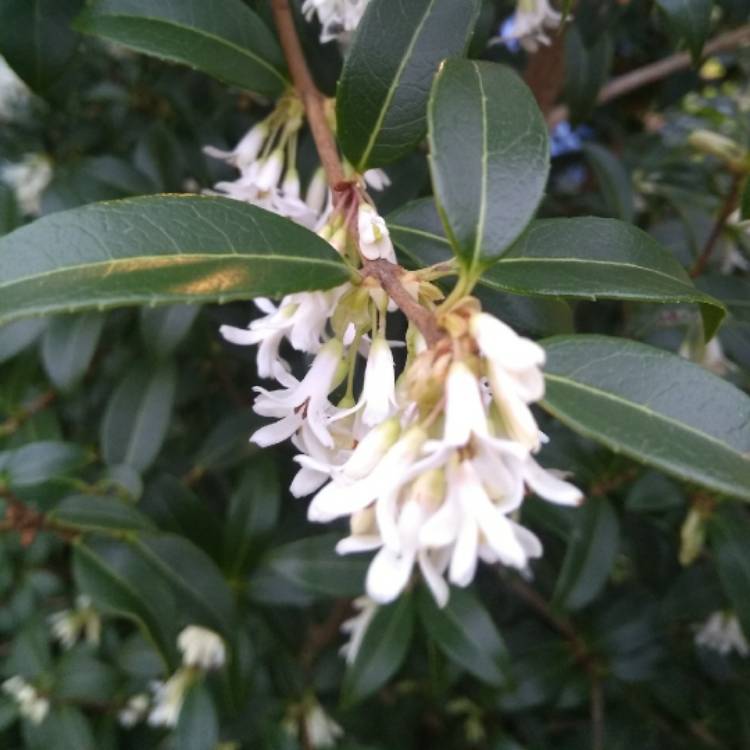 Plant image Osmanthus x burkwoodii