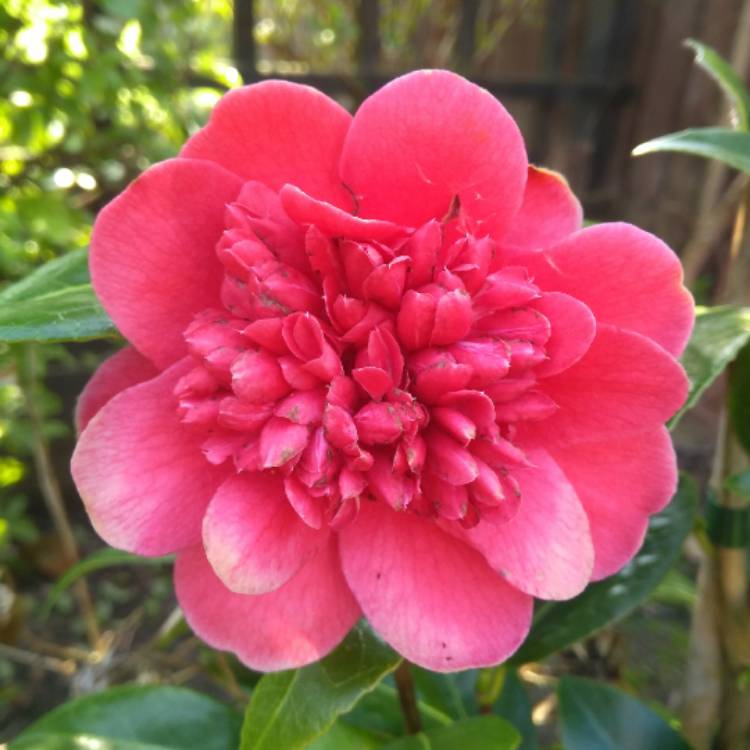 plant image 667636