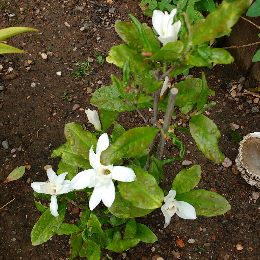 plant image 68756 plant image 68756