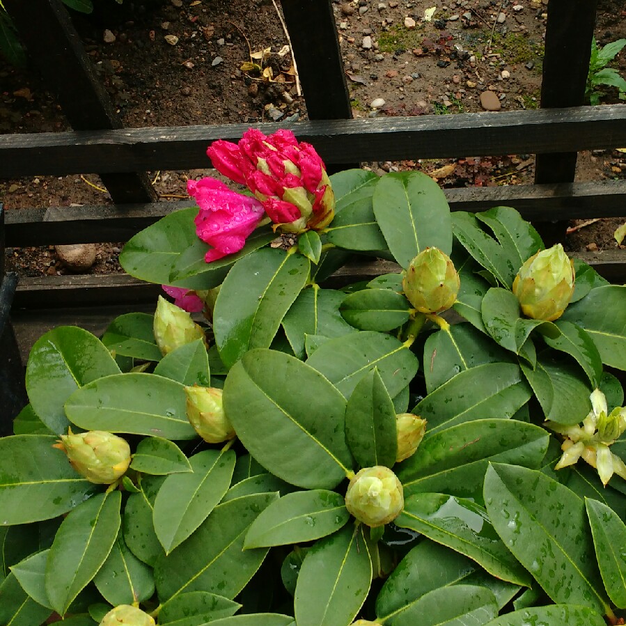 plant image 68766 plant image 68766