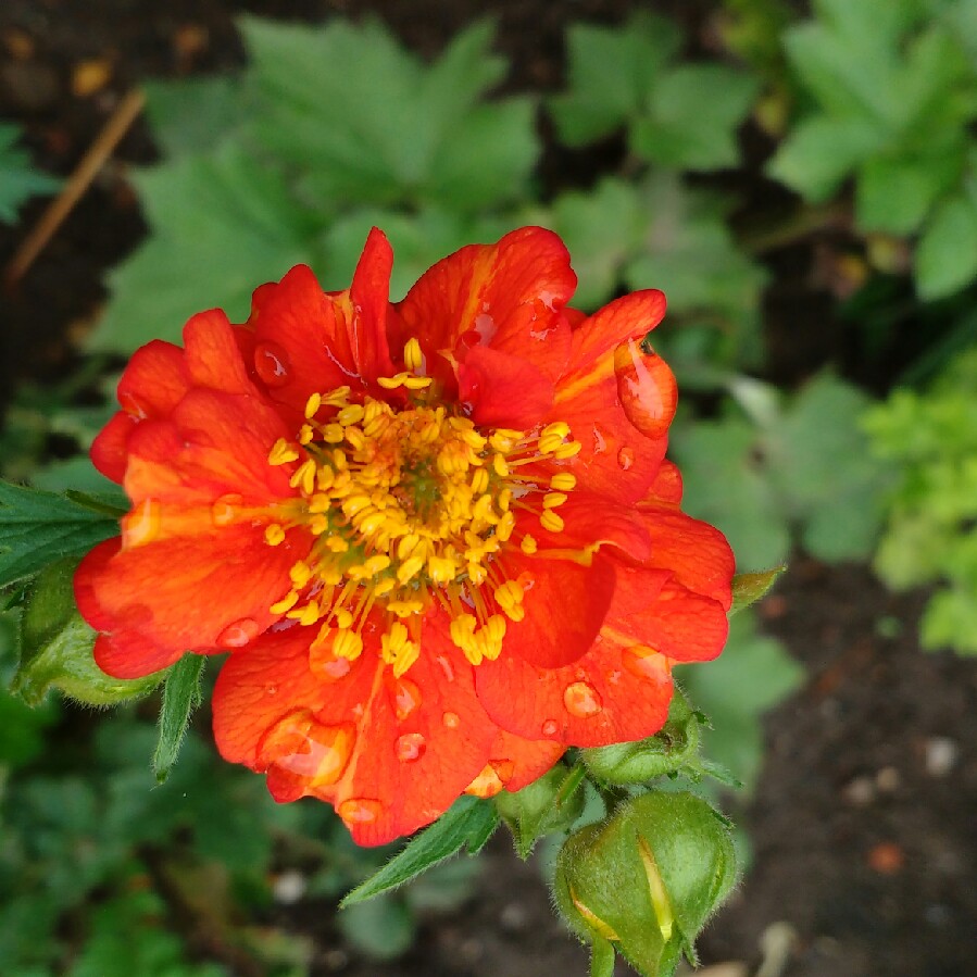 plant image 68768