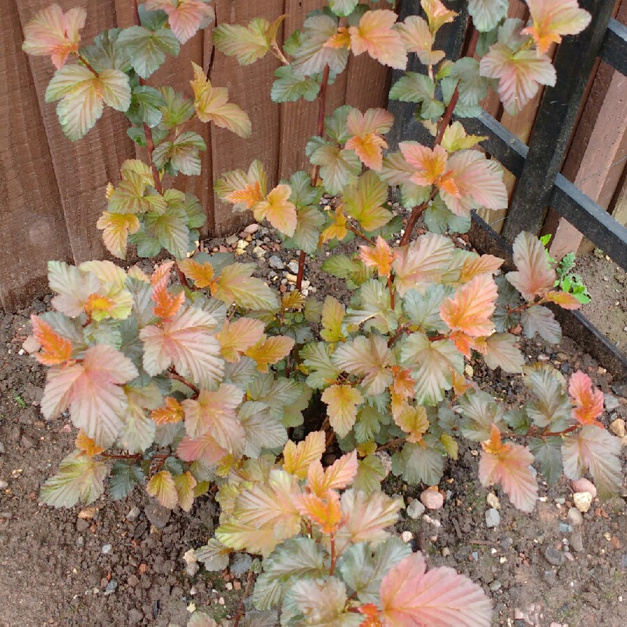 plant image 68903 plant image 68903