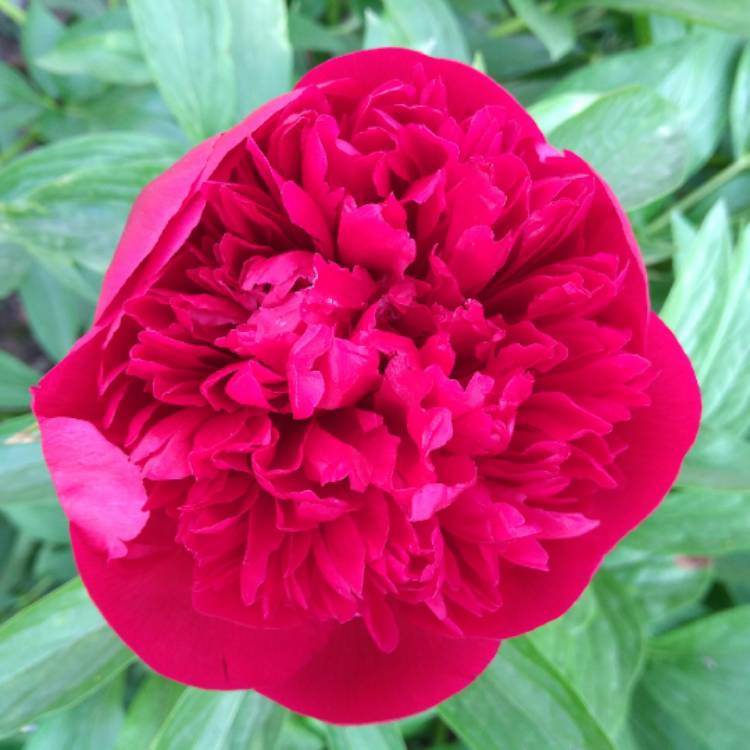 plant image 701717
