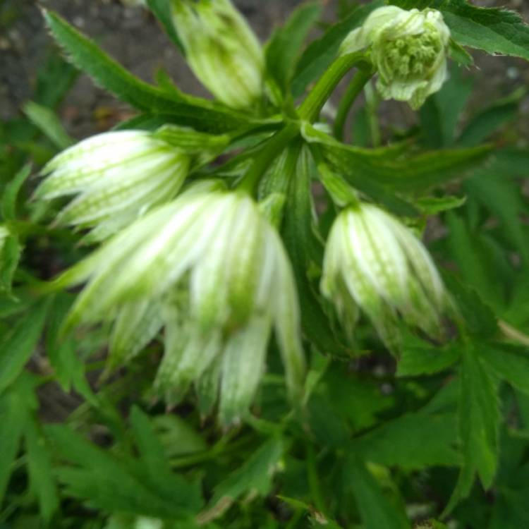 plant image 710286 plant image 710286