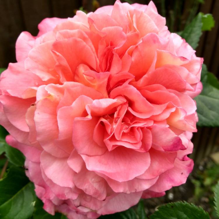 plant image 711536 plant image 711536