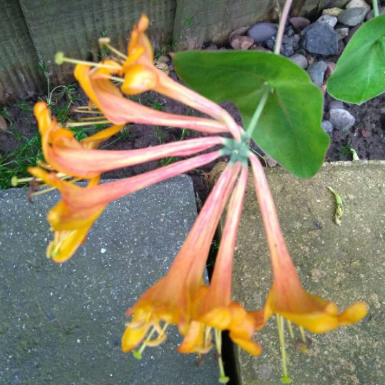 plant image 721820 plant image 721820