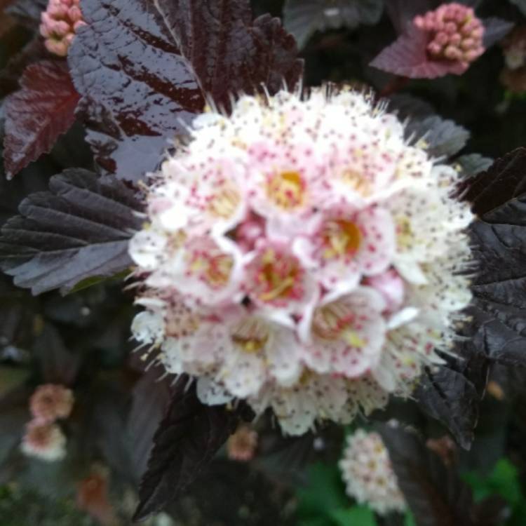 plant image 721827 plant image 721827