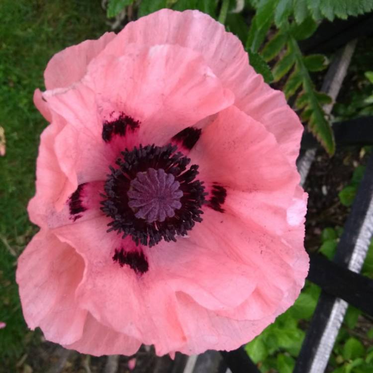 plant image 721830 plant image 721830