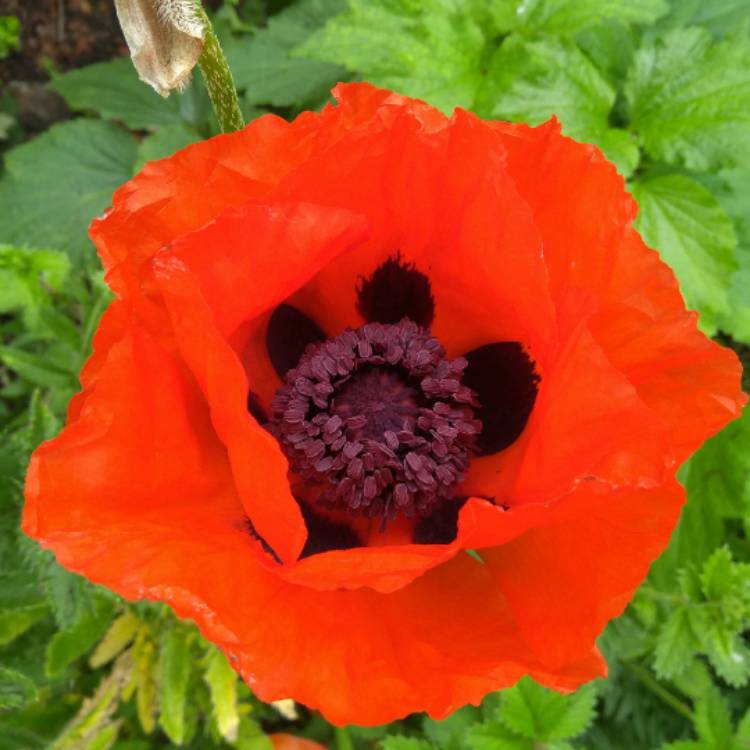 plant image 725637 plant image 725637