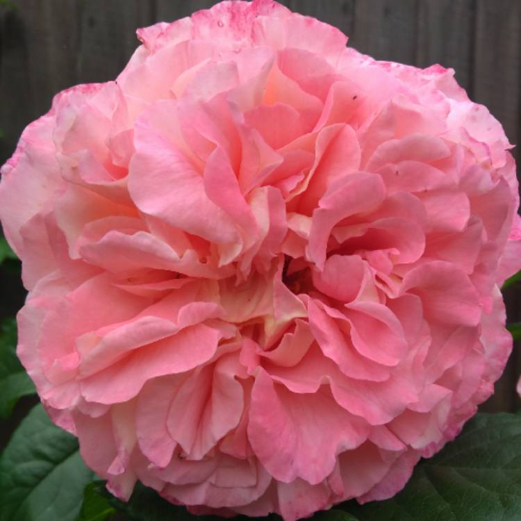 plant image 725638 plant image 725638