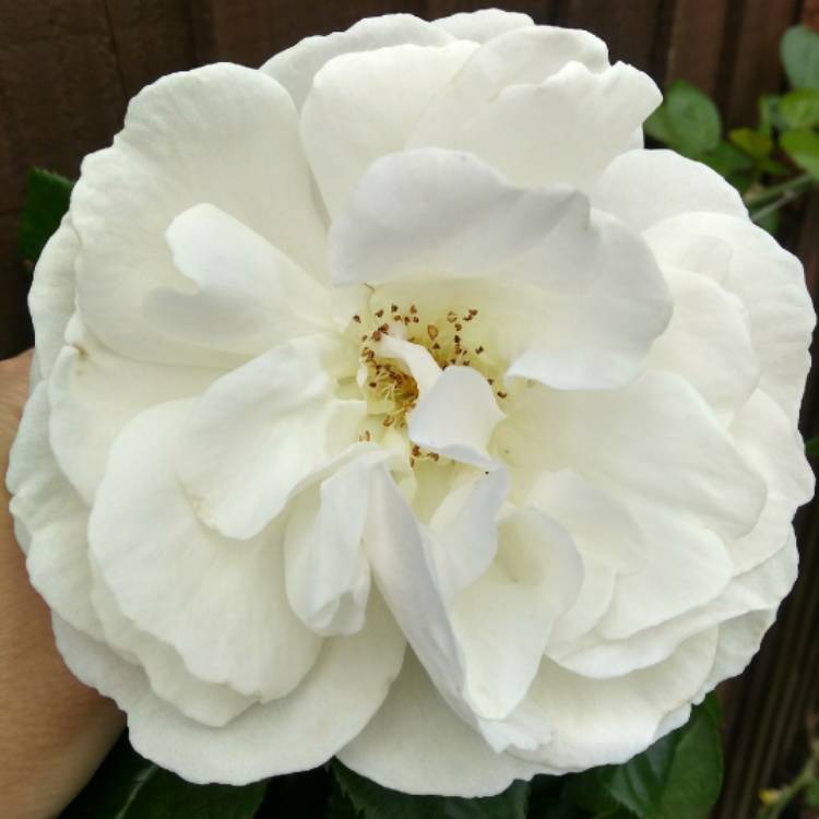 plant image 725639 plant image 725639