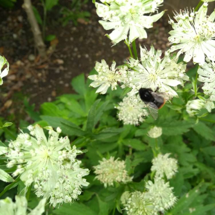 plant image 737272 plant image 737272