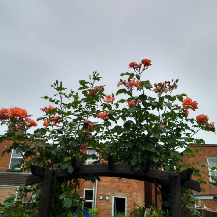 plant image 737279 plant image 737279